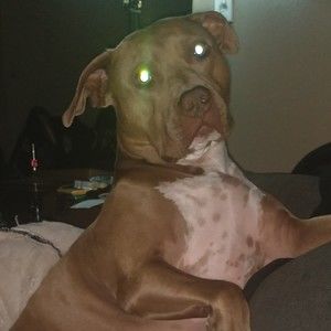 Meet your Posher, Sean